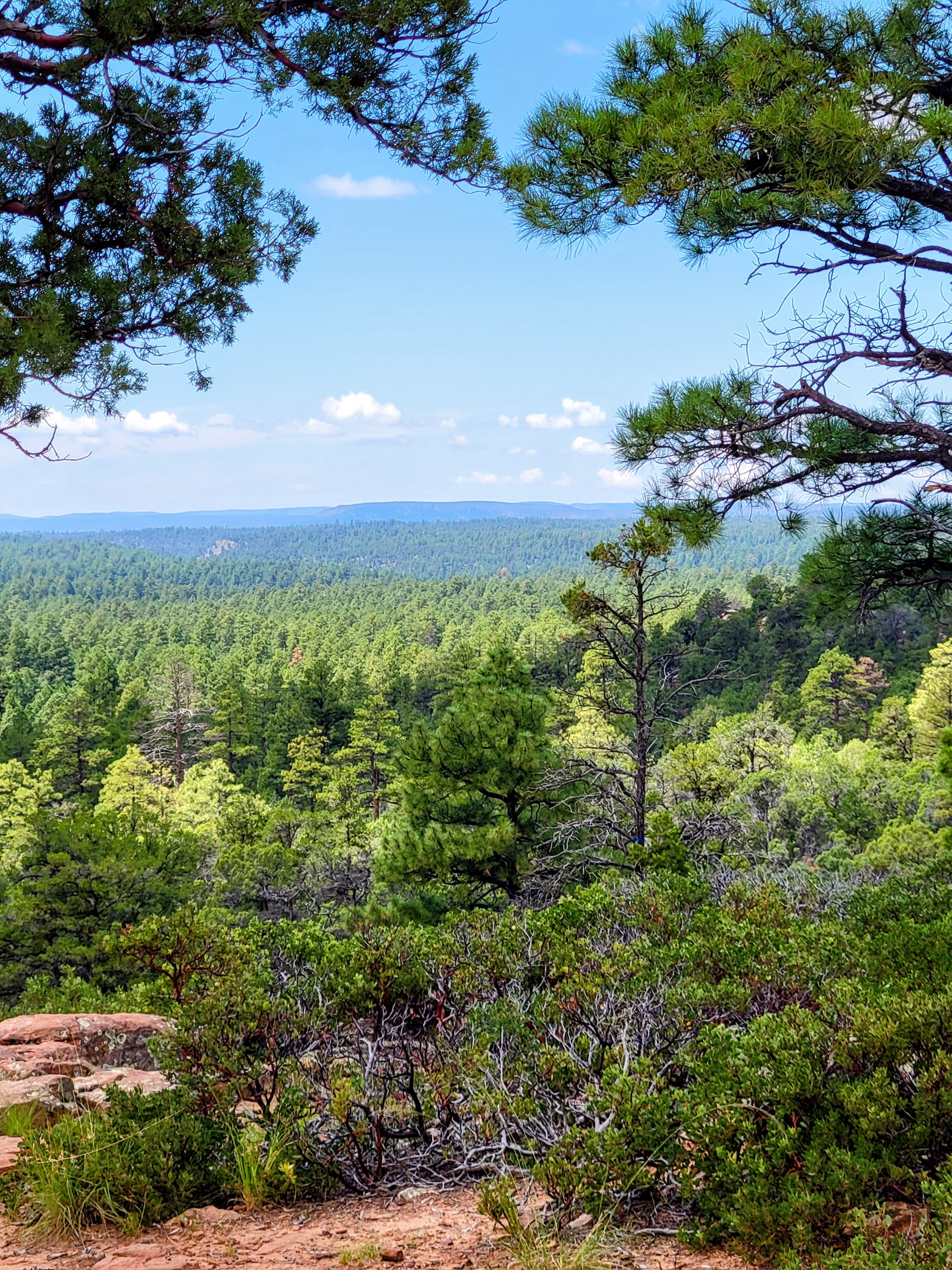 Show Low, Arizona pine forest landscape